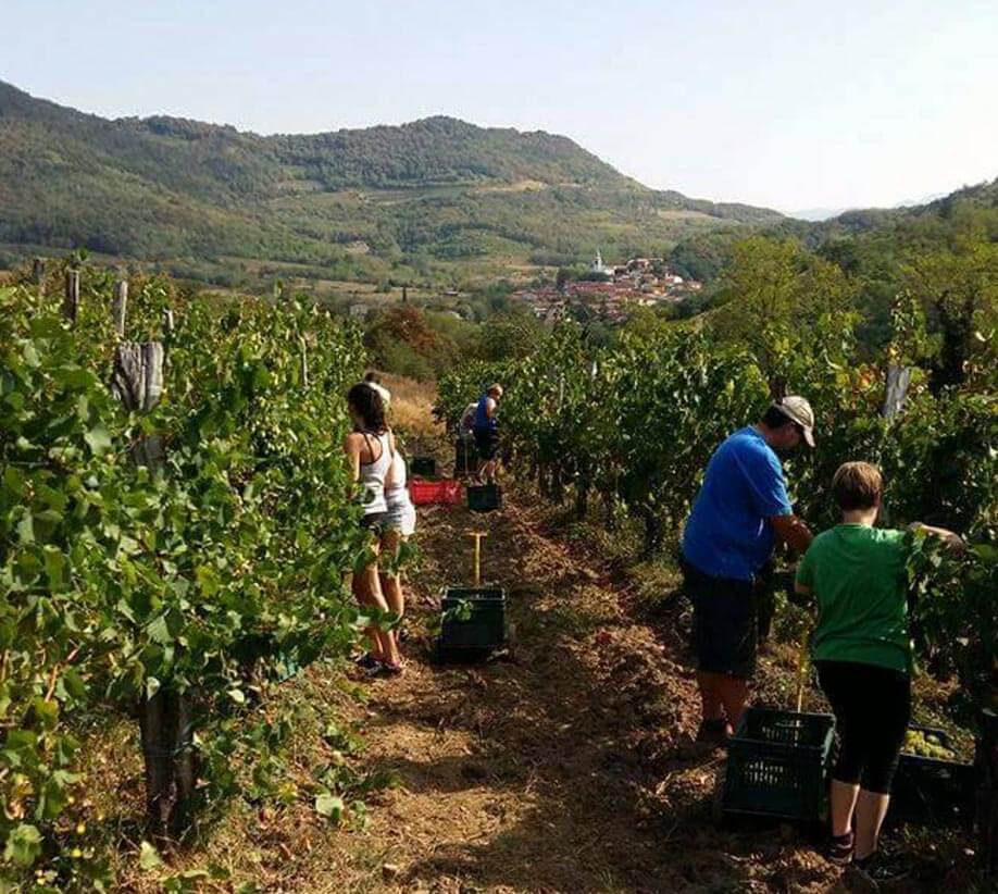 O Vina Cehovin